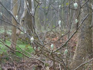 flower buds